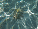 Sous l eau - Maupiti - Copyright : See Otherwise 2012 - 2026