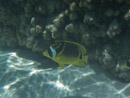 Sous l eau - Maupiti - Copyright : See Otherwise 2012 - 2023