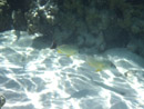 Sous l eau - Maupiti - Copyright : See Otherwise 2012 - 2023