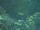 Sous l eau - Maupiti - Copyright : See Otherwise 2012 - 2023