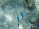 Sous l eau - Maupiti - Copyright : See Otherwise 2012 - 2023