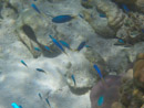 Sous l eau - Maupiti - Copyright : See Otherwise 2012 - 2023