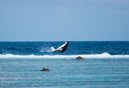 Sous l eau - Maupiti - Copyright : See Otherwise 2012 - 2025