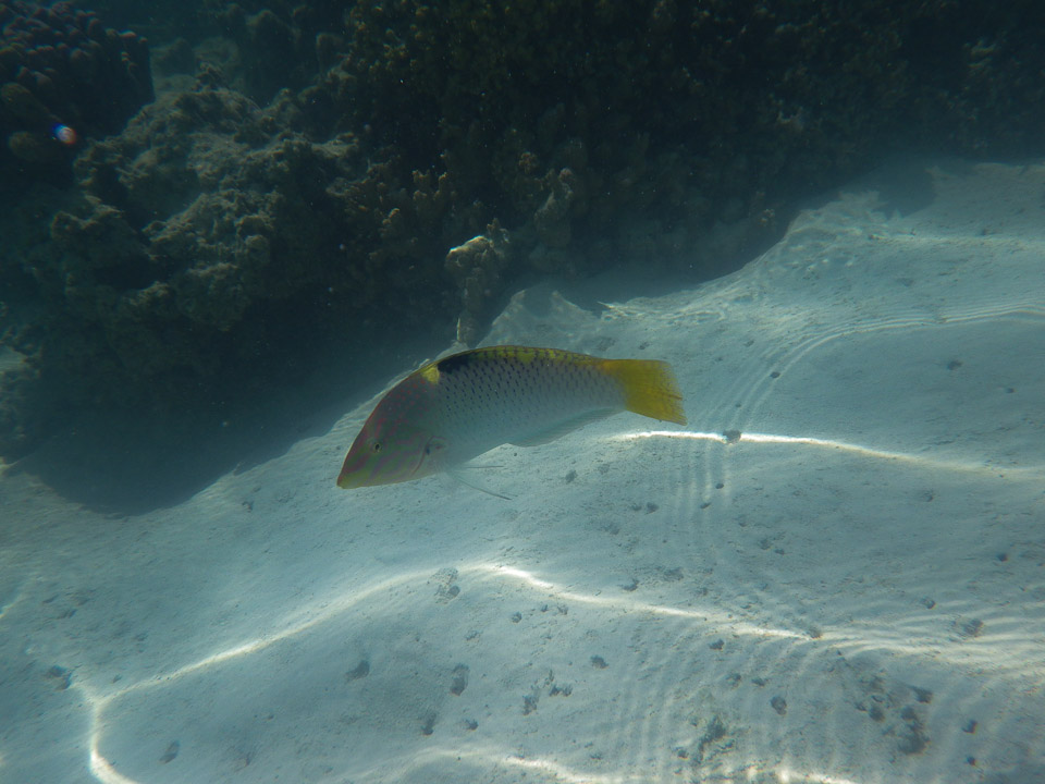 IMGP1519.jpg Sous l eau - Moorea - Copyright : See Otherwise 2012 - 2025