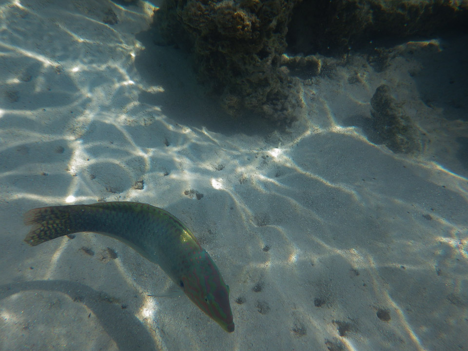 IMGP1540.jpg Sous l eau - Moorea - Copyright : See Otherwise 2012 - 2024