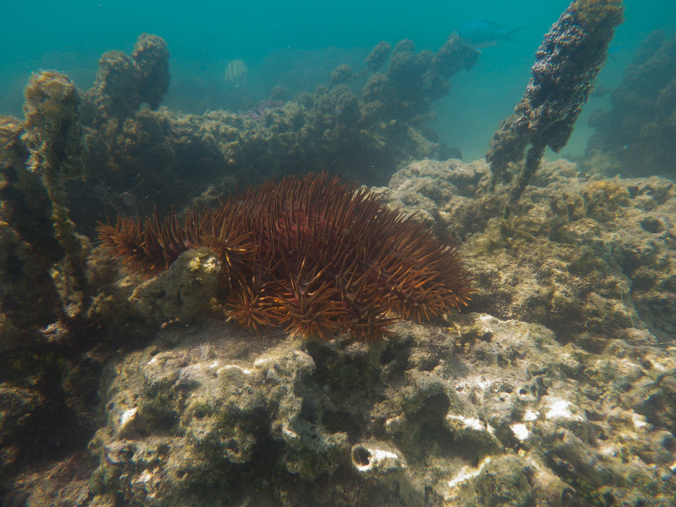 IMGP1553.jpg Sous l eau - Moorea - Copyright : See Otherwise 2012 - 2024