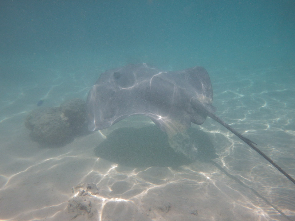 IMGP1375.jpg Sous l eau - Moorea - Copyright : See Otherwise 2012 - 2025