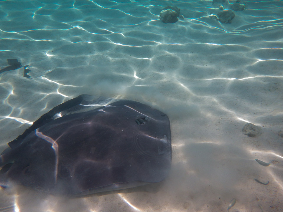 IMGP1382.jpg Sous l eau - Moorea - Copyright : See Otherwise 2012 - 2025