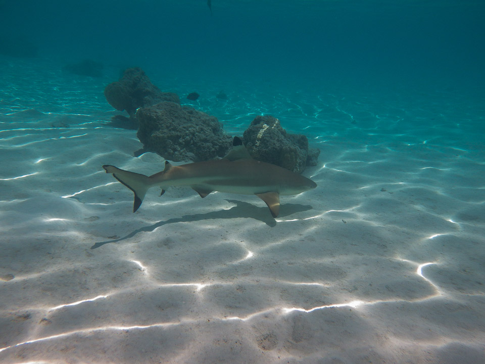 IMGP1388.jpg Sous l eau - Moorea - Copyright : See Otherwise 2012 - 2025