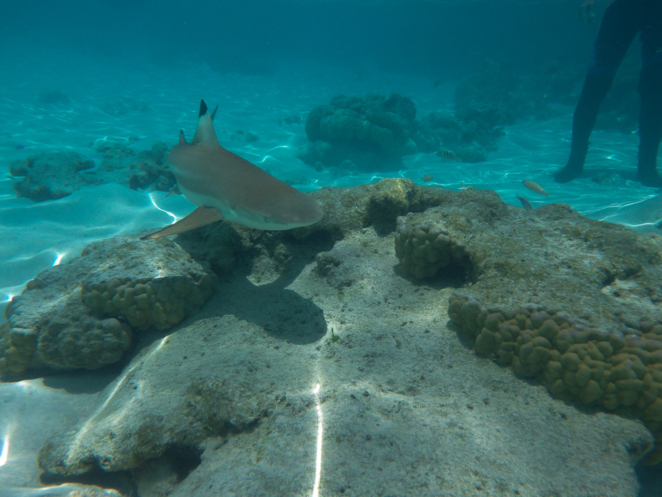 IMGP1394.jpg Sous l eau - Moorea - Copyright : See Otherwise 2012 - 2025