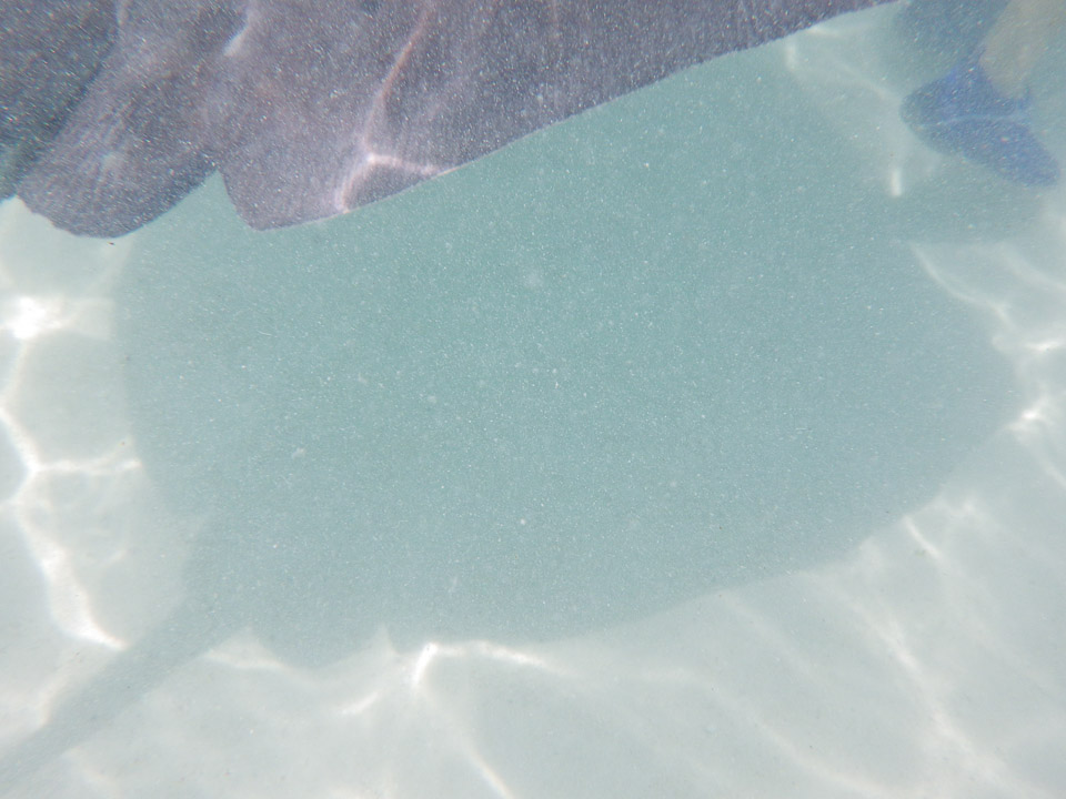 IMGP1407.jpg Sous l eau - Moorea - Copyright : See Otherwise 2012 - 2025