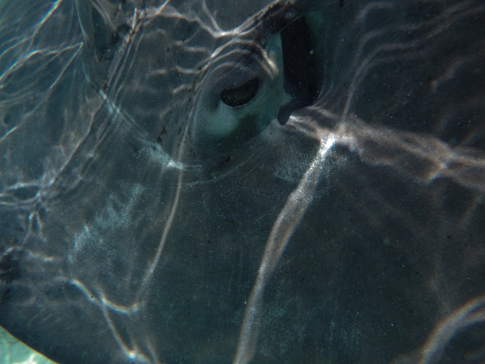 IMGP1433.jpg Sous l eau - Moorea - Copyright : See Otherwise 2012 - 2025