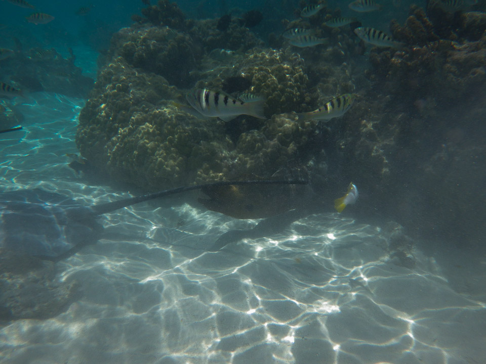 IMGP1435.jpg Sous l eau - Moorea - Copyright : See Otherwise 2012 - 2025