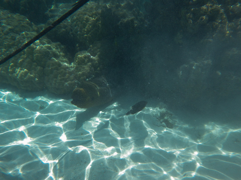 IMGP1438.jpg Sous l eau - Moorea - Copyright : See Otherwise 2012 - 2025