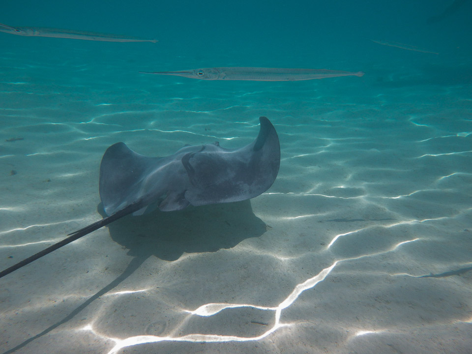 IMGP1467.jpg Sous l eau - Moorea - Copyright : See Otherwise 2012 - 2025