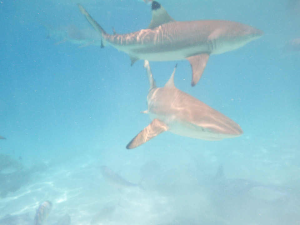 IMGP1485.jpg Sous l eau - Moorea - Copyright : See Otherwise 2012 - 2025