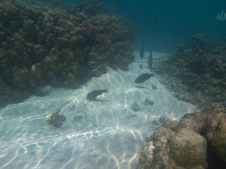IMGP1495.jpg Sous l eau - Moorea - Copyright : See Otherwise 2012 - 2025