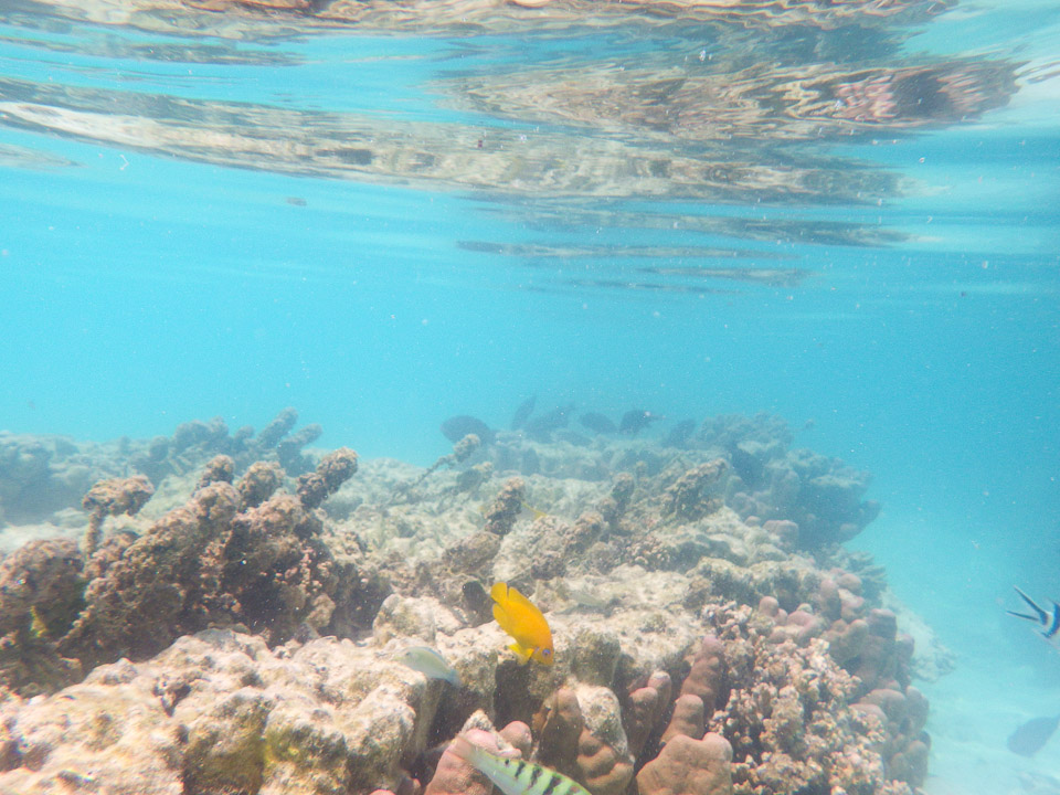 IMGP1496.jpg Sous l eau - Moorea - Copyright : See Otherwise 2012 - 2025