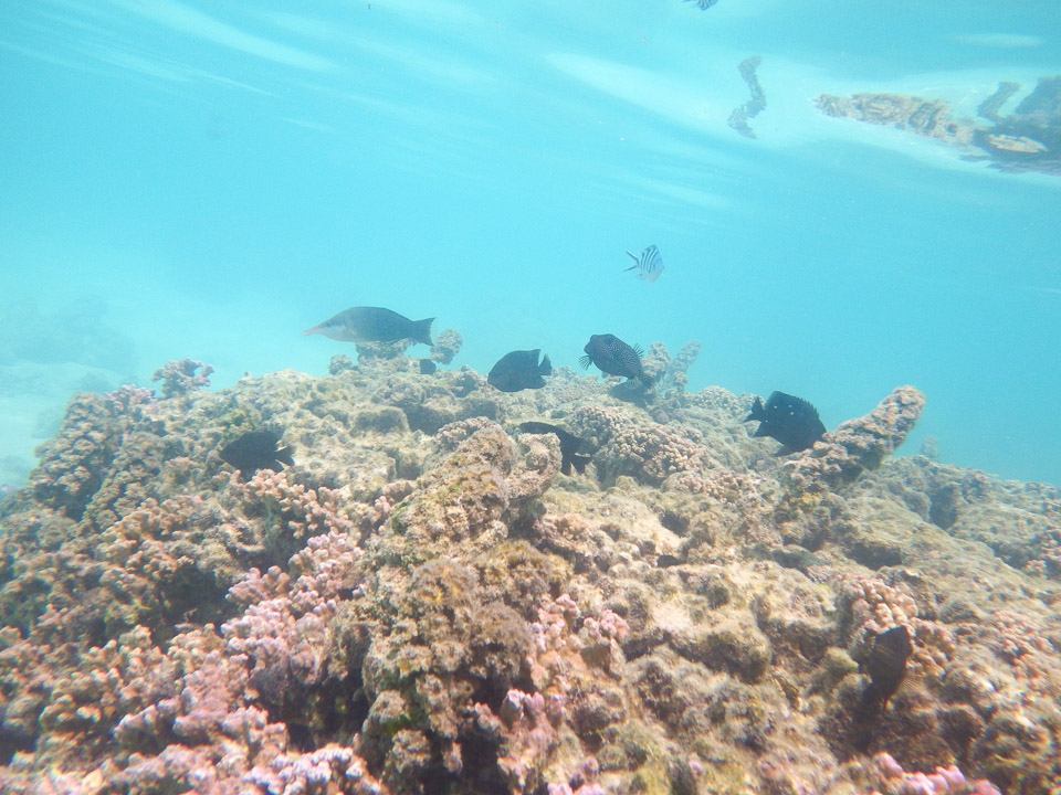 IMGP1504.jpg Sous l eau - Moorea - Copyright : See Otherwise 2012 - 2025