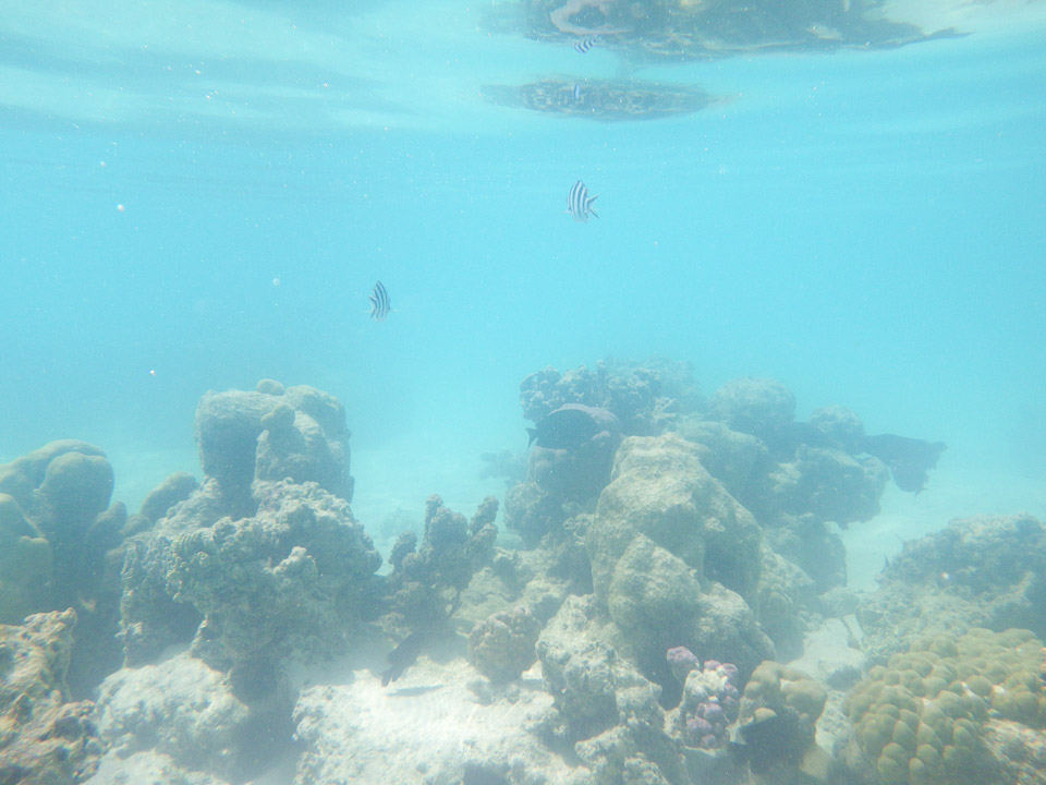 IMGP1513.jpg Sous l eau - Moorea - Copyright : See Otherwise 2012 - 2025