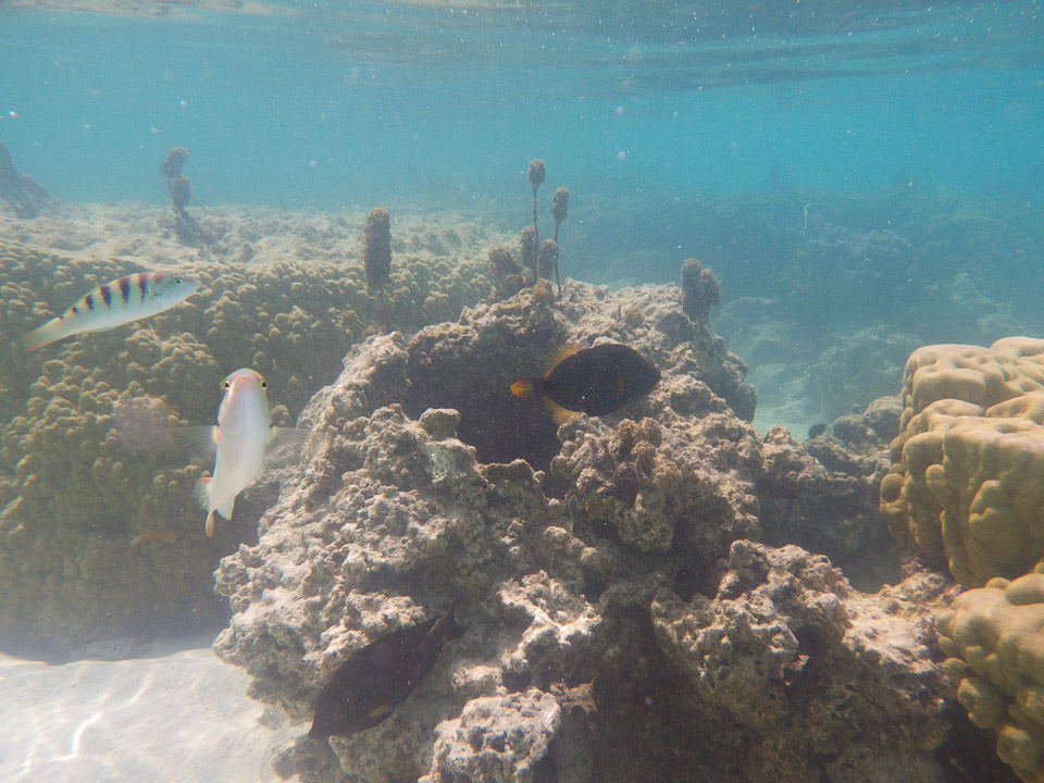 IMGP1529.jpg Sous l eau - Moorea - Copyright : See Otherwise 2012 - 2025