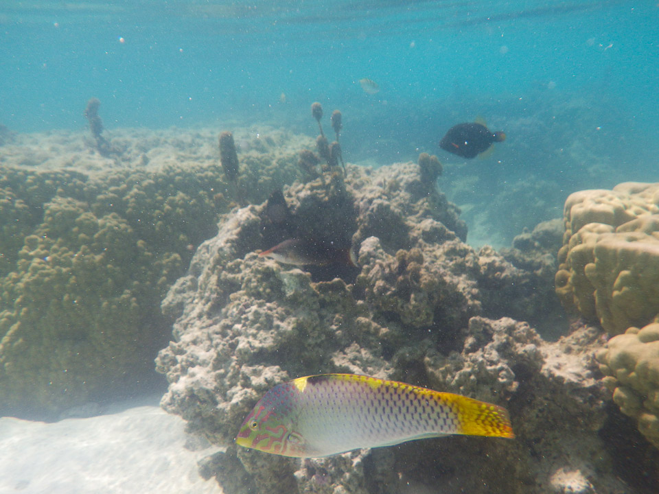 IMGP1530.jpg Sous l eau - Moorea - Copyright : See Otherwise 2012 - 2025
