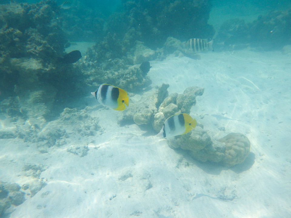 IMGP1537.jpg Sous l eau - Moorea - Copyright : See Otherwise 2012 - 2025