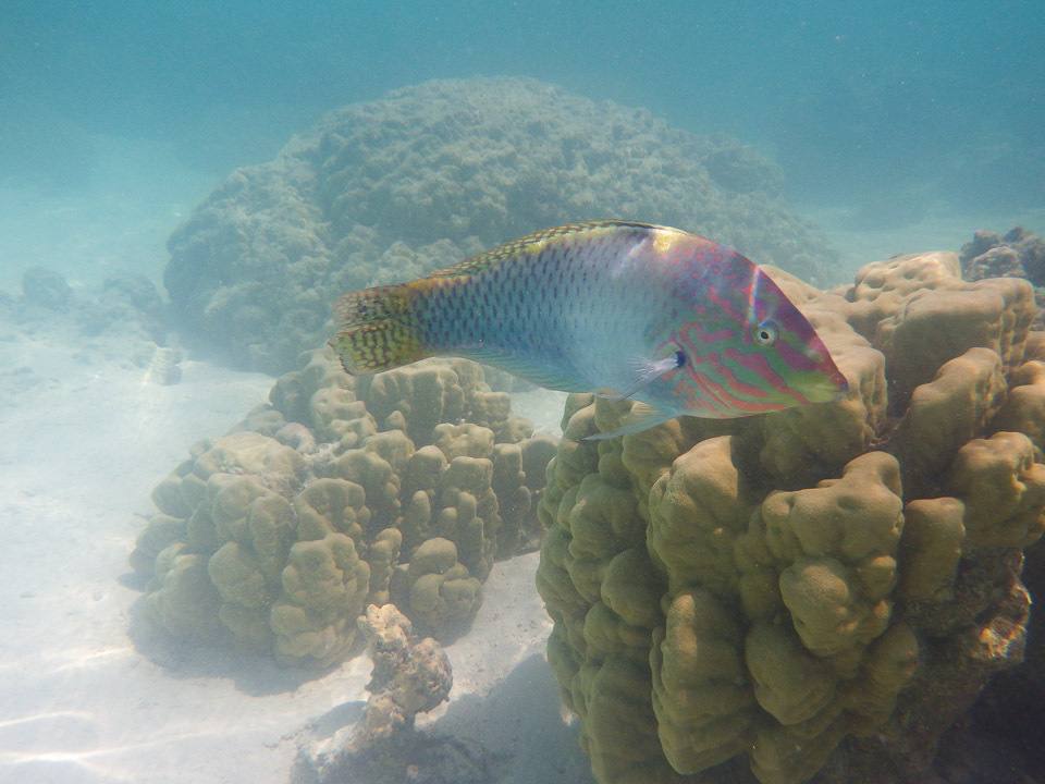 IMGP1542.jpg Sous l eau - Moorea - Copyright : See Otherwise 2012 - 2025