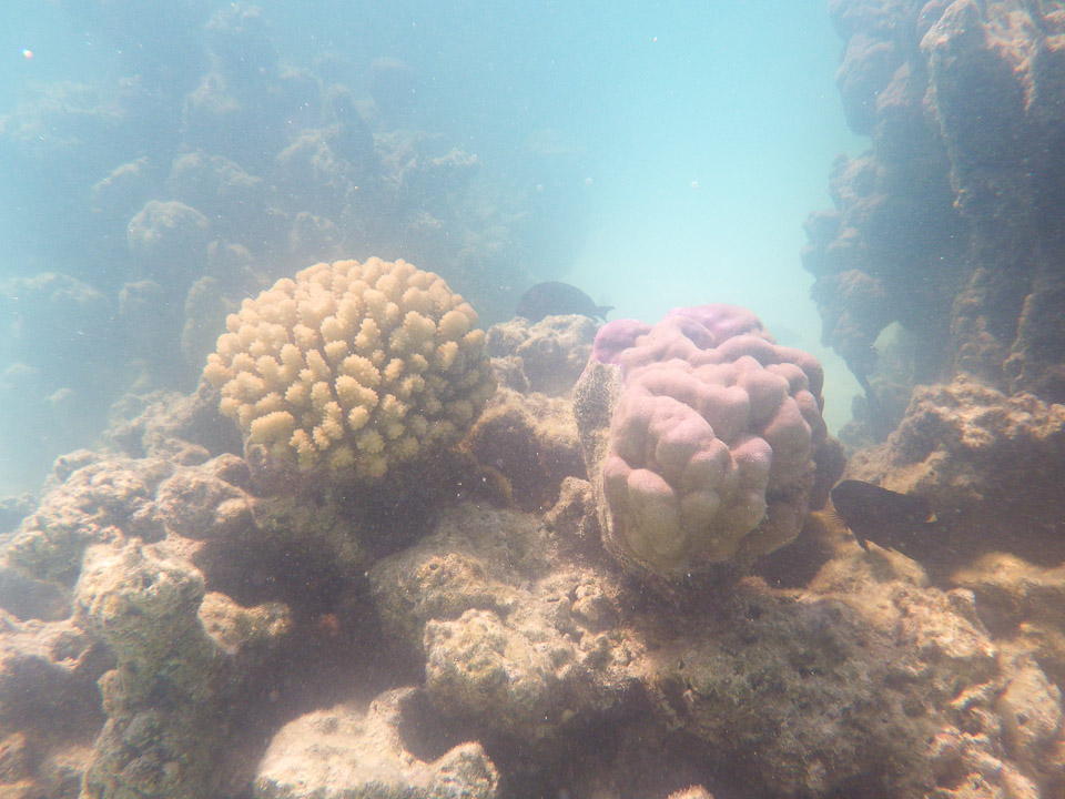 IMGP1575.jpg Sous l eau - Moorea - Copyright : See Otherwise 2012 - 2025