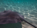 Sous l eau - Moorea - Copyright : See Otherwise 2012 - 2026