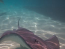 Sous l eau - Moorea - Copyright : See Otherwise 2012 - 2023