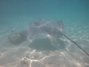 Sous l eau - Moorea - Copyright : See Otherwise 2012 - 2025