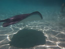 Sous l eau - Moorea - Copyright : See Otherwise 2012 - 2026