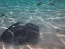 Sous l eau - Moorea - Copyright : See Otherwise 2012 - 2026