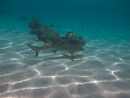 Sous l eau - Moorea - Copyright : See Otherwise 2012 - 2025