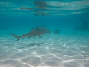 Sous l eau - Moorea - Copyright : See Otherwise 2012 - 2026
