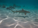 Sous l eau - Moorea - Copyright : See Otherwise 2012 - 2026