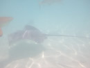 Sous l eau - Moorea - Copyright : See Otherwise 2012 - 2023