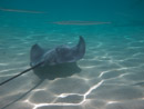 Sous l eau - Moorea - Copyright : See Otherwise 2012 - 2023