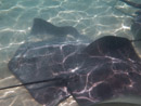Sous l eau - Moorea - Copyright : See Otherwise 2012 - 2025