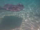 Sous l eau - Moorea - Copyright : See Otherwise 2012 - 2023