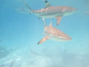 Sous l eau - Moorea - Copyright : See Otherwise 2012 - 2023