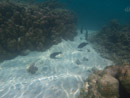 IMGP1495.jpg [Polynesie]Sous l eau - Moorea - Copyright : See Otherwise 2012 - 2022