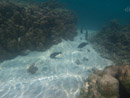 Sous l eau - Moorea - Copyright : See Otherwise 2012 - 2025