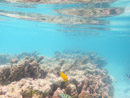 Sous l eau - Moorea - Copyright : See Otherwise 2012 - 2025