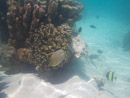 Sous l eau - Moorea - Copyright : See Otherwise 2012 - 2026