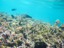 Sous l eau - Moorea - Copyright : See Otherwise 2012 - 2023