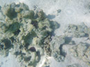 Sous l eau - Moorea - Copyright : See Otherwise 2012 - 2023