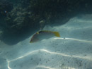 Sous l eau - Moorea - Copyright : See Otherwise 2012 - 2025
