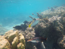 Sous l eau - Moorea - Copyright : See Otherwise 2012 - 2023